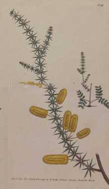 Curtis, Botanical Magazine, Wattle